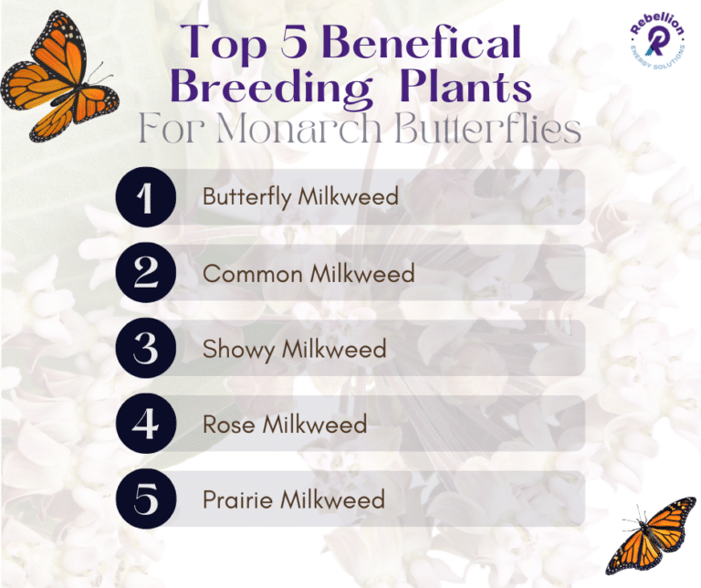 Top 5 Monarch Butterfly Breeding Plants